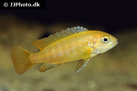 Saulosi Cichlide (Pseudotropheus saulosi) Koral rød